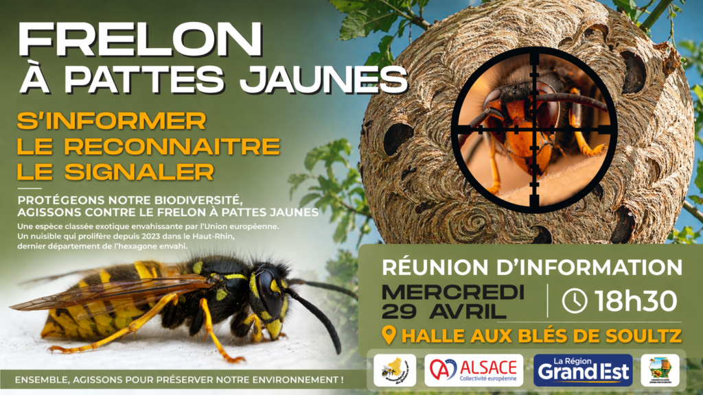 Réunion d&rsquo;information sur le frelon – 29/04