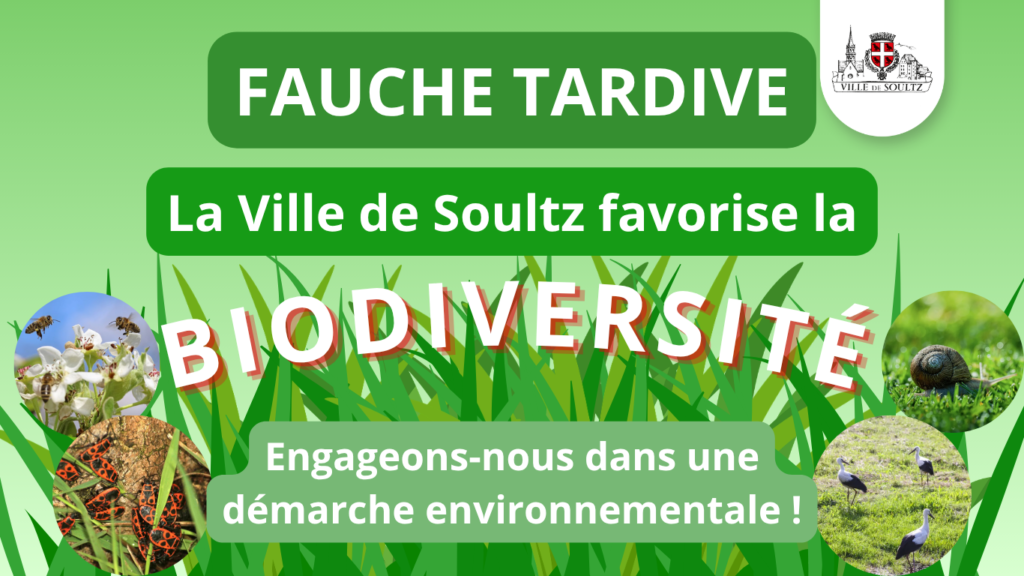 Fauche tardive – Soultz favorise la biodiversité !