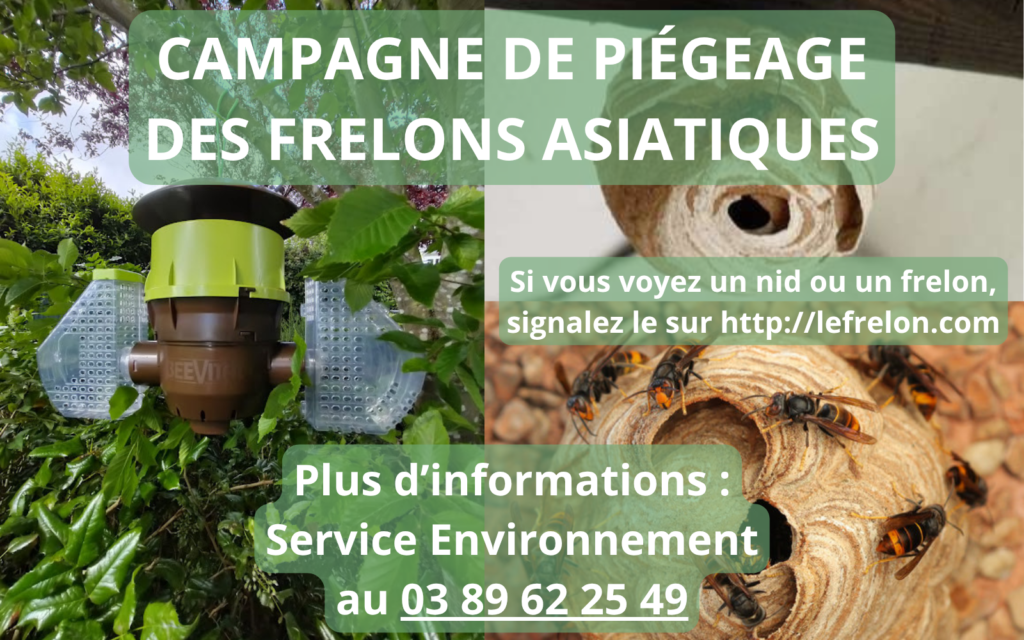 Luttons contre le frelon asiatique !